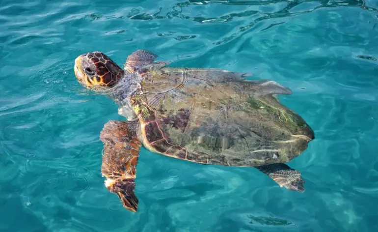 Le tartarughe marine a Zante: dove trovarle e come osservarle